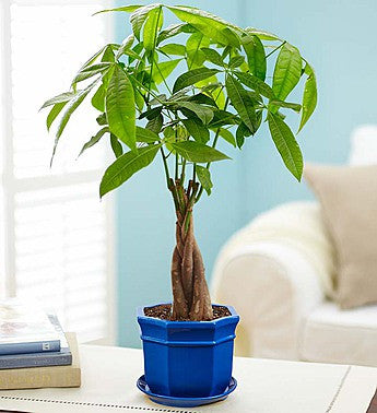 money tree mini Money Tree – A Cut Above Floral Studio