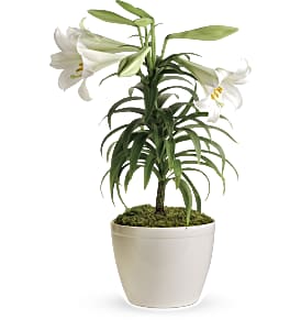 EASTER LILIES