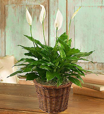 Plants -Spathiphyllum Plant