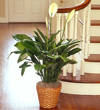 Plants -Spathiphyllum Plant