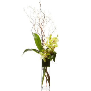 Signature Green Cymbidium Orchid