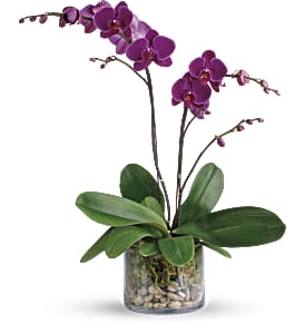 Glorious Gratitude Orchid
