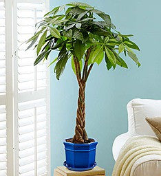 Money Tree
